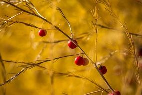 Red Berry Bush