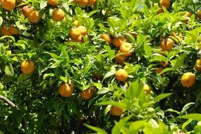 Picture of Spanish Oranges