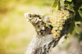 bunch of grapes near the trunk