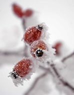 rose hips in the winter