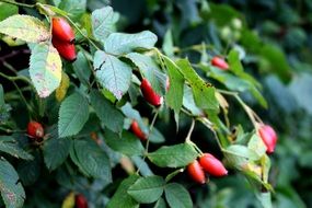 red berries on a rosehip bush close up