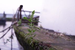 Green plant on a Boat