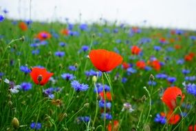 Landscape of Field Of red and blue Poppies