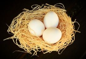 three chicken eggs in a straw nest