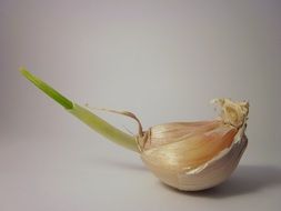 Garlic clove with green leaves