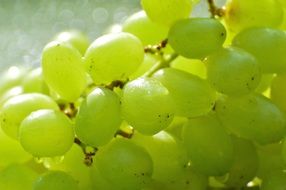 A bunch of green grapes