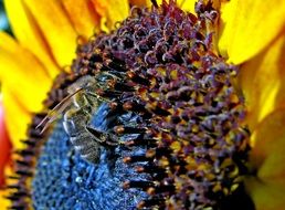 Bee on colorful Sunflower, macro