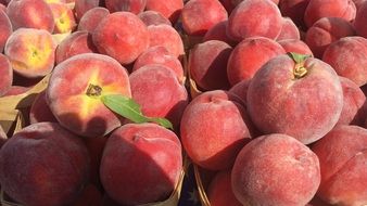 A lot of the peaches in summer