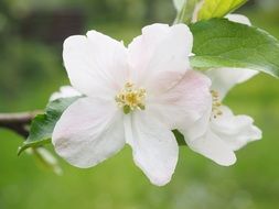 white flower on a tree in the garden