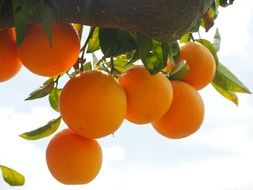 ripening oranges on the tree