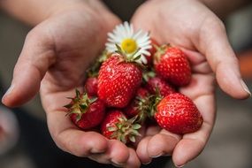 handful of ripe strawberries in hand