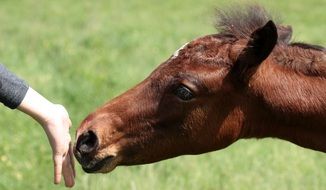 young brown horse contacting with a child