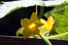 Zucchini Flower among leaves