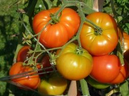 unripe tomatoes on a branch in a greenhouse