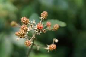 immature blackberries on twig