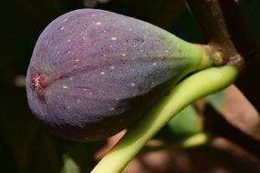 closeup photo of Fig Fruit on the Fig Tree