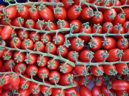 dainty Red Tomatoes