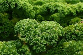 fresh raw Kale, background