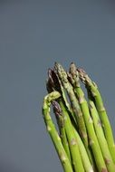 fresh green dietetic asparagus