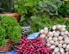 red and white Radish For Sale