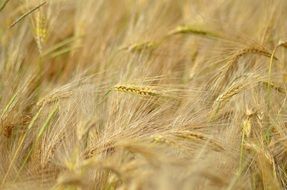 barley field in france