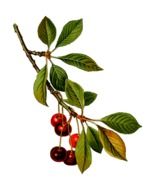 Branch with cherries on it as an illustration