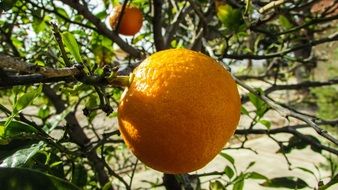 cyprus Orange Tree
