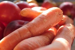 fresh carrot close up