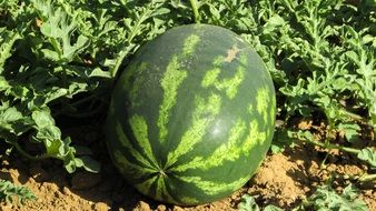 Watermelon Plant with fruit on soil