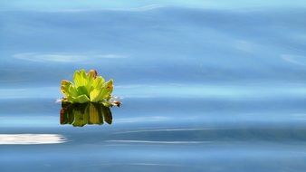 green water plant in blue water