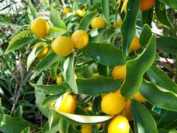 Yellow Lemons on tree