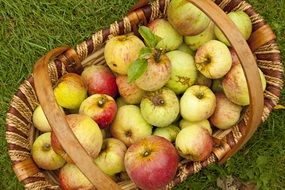 top view of basket with harvest of apples