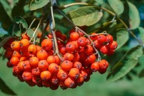 orange rowan berries in autumn