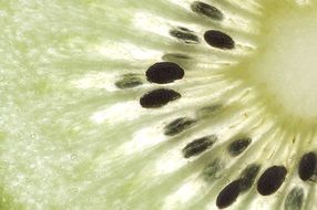 kiwi closeup