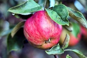 Healthy Garden Apple