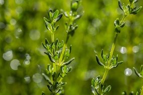 Aromatic seasoning herb in nature