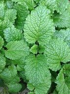 Leaves of mint in the garden