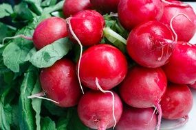 red radish in a bunch