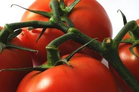 appetizing attractive fresh red Tomatoes