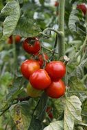 red tomatoes on a green bush