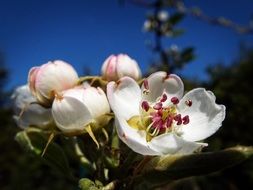 Pear Flower