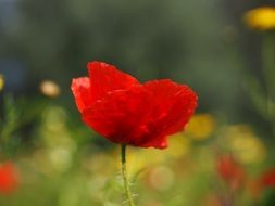 beautiful scarlet poppy flower