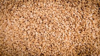 sesame seed crop