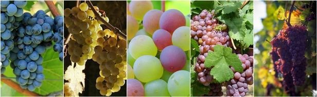 banner with different sorts of grape