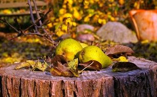 appetizing attractive Pears Harvest