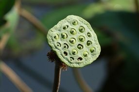 Lotus Vietnam