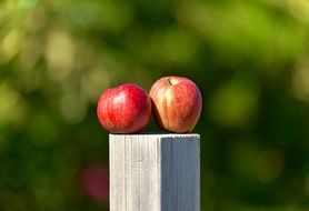 two apples in the orchard