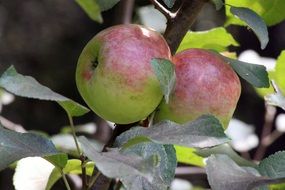 two apples on a tree in august