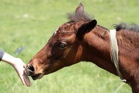 young brown horse