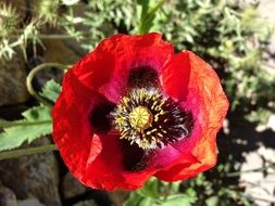 poppy Flower with yellow Pollen